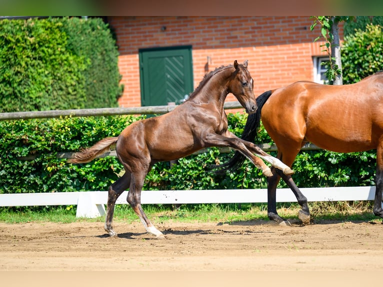 Niemiecki koń sportowy Ogier Źrebak (02/2026) 170 cm  in Großrudestedt