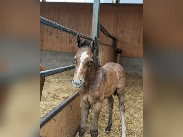 Niemiecki koń sportowy Ogier Źrebak (05/2026) 170 cm Siwa in Nohra