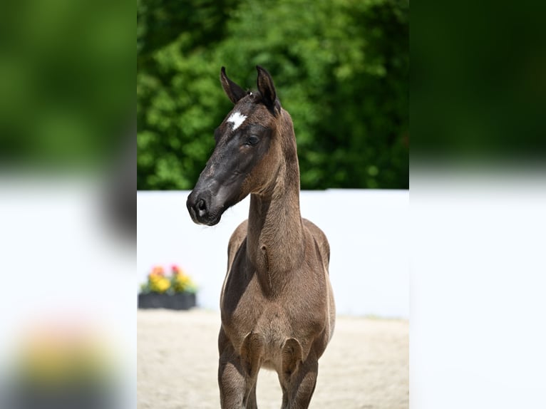 Niemiecki koń sportowy Ogier  170 cm Skarogniada in Leonberg
