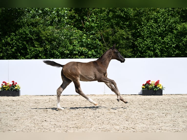 Niemiecki koń sportowy Ogier  170 cm Skarogniada in Leonberg