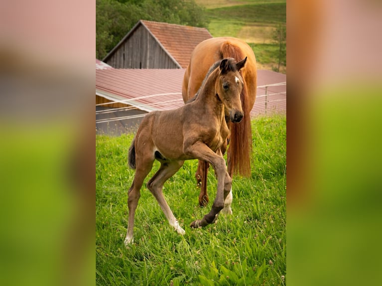 Niemiecki koń sportowy Ogier Źrebak (04/2026) 170 cm Skarogniada in Waldstetten