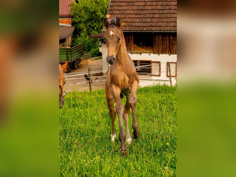 Niemiecki koń sportowy Ogier Źrebak (04/2026) 170 cm Skarogniada in Waldstetten