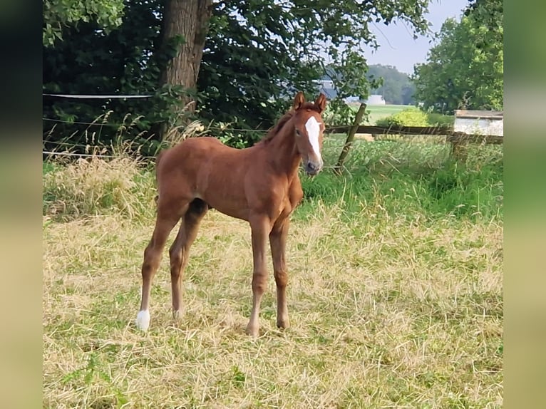 Niemiecki koń sportowy Ogier Źrebak (06/2024) 171 cm Może być siwy in Mönchengladbach