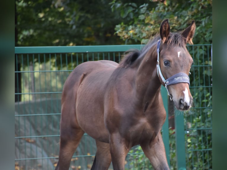 Niemiecki koń sportowy Ogier Źrebak (05/2025) 172 cm Ciemnogniada in Bad Mergentheim