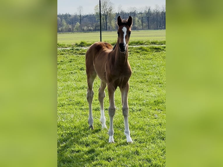 Niemiecki koń sportowy Ogier Źrebak (02/2026) 172 cm Ciemnogniada in Weichering