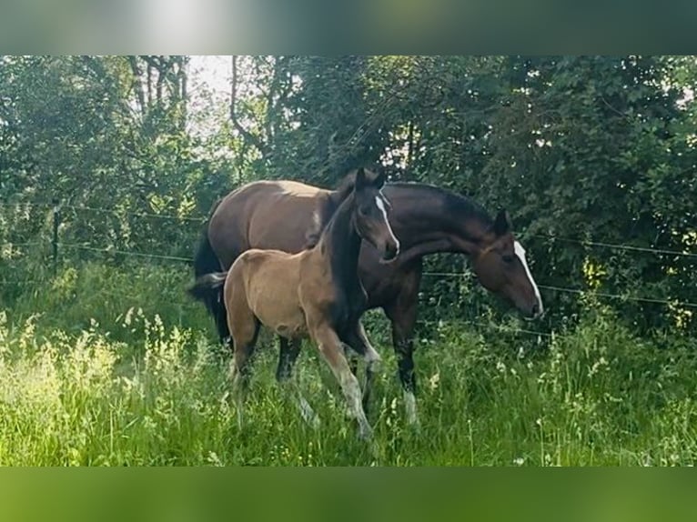 Niemiecki koń sportowy Ogier Źrebak (02/2026) 172 cm Ciemnogniada in Weichering