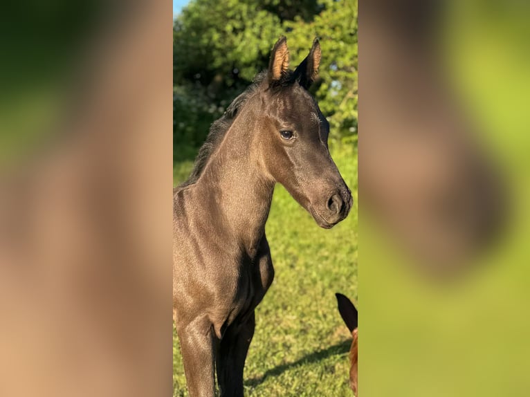 Niemiecki koń sportowy Ogier Źrebak (05/2026) 172 cm Kara in Weida