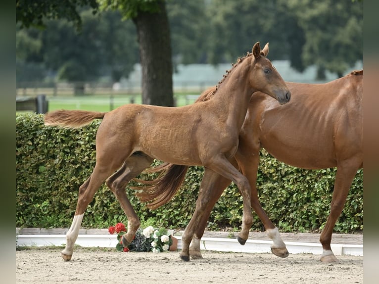 Niemiecki koń sportowy Ogier Źrebak (04/2025) 172 cm Kasztanowata in Nordwestuckermark