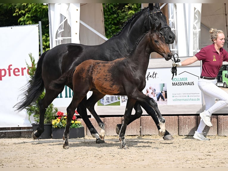 Niemiecki koń sportowy Ogier Źrebak (03/2025) Ciemnogniada in Gomadingen