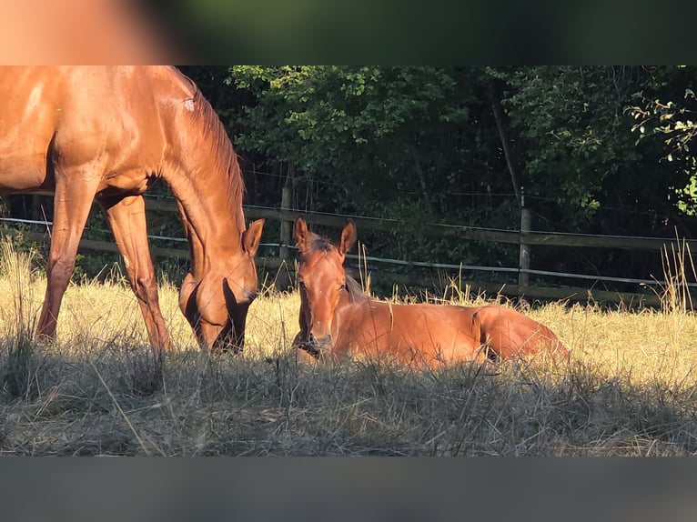 Niemiecki koń sportowy Ogier Źrebak (05/2026) Ciemnogniada in Diedorf