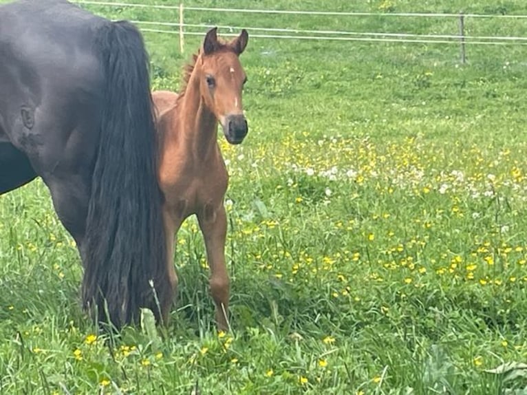 Niemiecki koń sportowy Ogier Źrebak (04/2024) Ciemnokasztanowata in Hohenpeißenberg