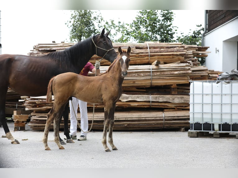 Niemiecki koń sportowy Ogier Źrebak (05/2024) Ciemnokasztanowata in Postmünster