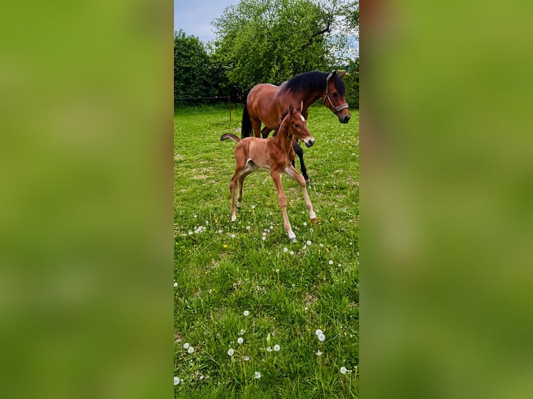 Niemiecki koń sportowy Ogier Źrebak (05/2026) Gniada in Creuzburg