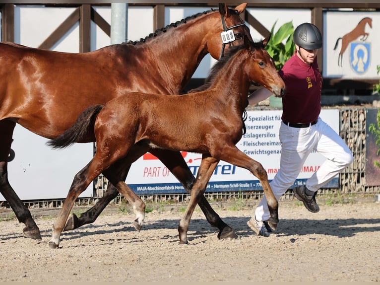 Niemiecki koń sportowy Ogier Źrebak (04/2025) Gniada in Gomadingen