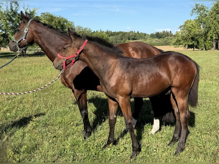 Niemiecki koń sportowy Ogier Źrebak (03/2026) Gniada in Haigerloch