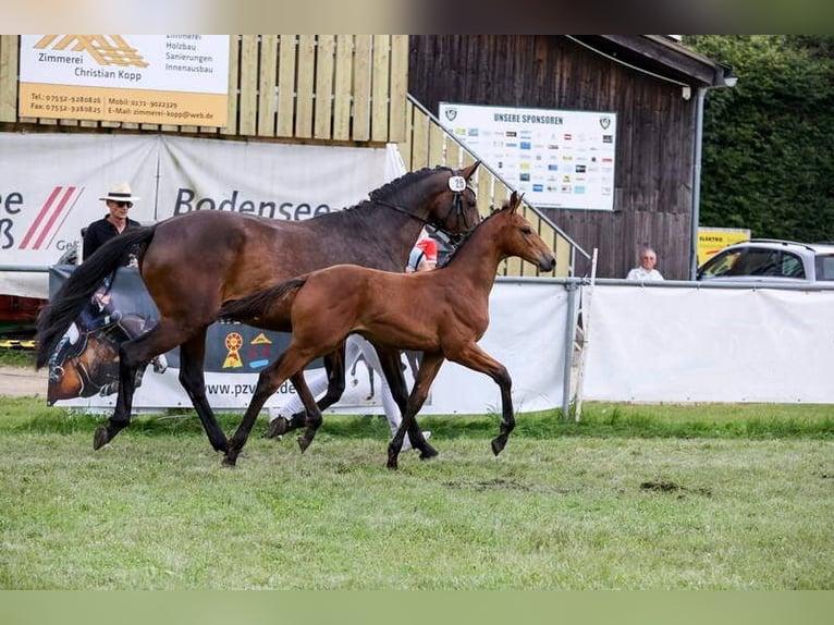 Niemiecki koń sportowy Ogier Źrebak (03/2024) Gniada in Deggenhausertal