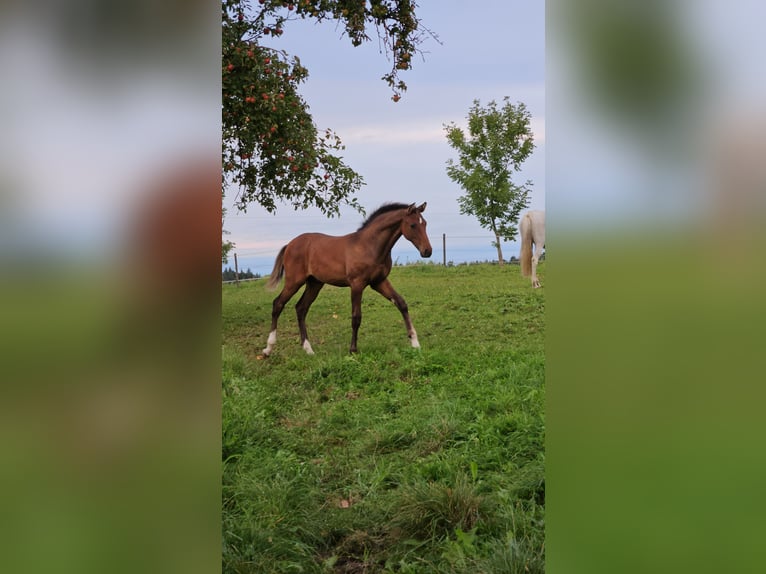 Niemiecki koń sportowy Ogier Źrebak (04/2025) Gniada in Berg