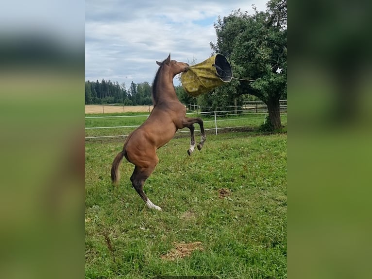 Niemiecki koń sportowy Ogier Źrebak (04/2025) Gniada in Berg
