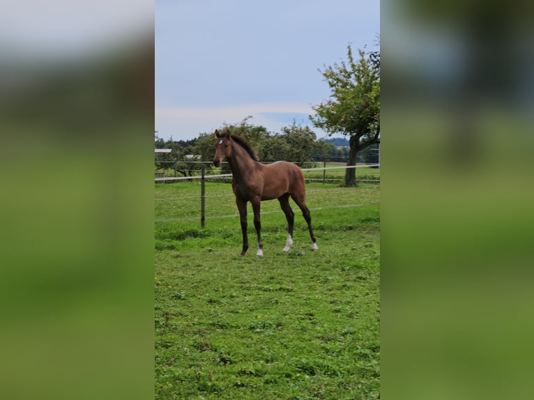 Niemiecki koń sportowy Ogier Źrebak (04/2025) Gniada in Berg