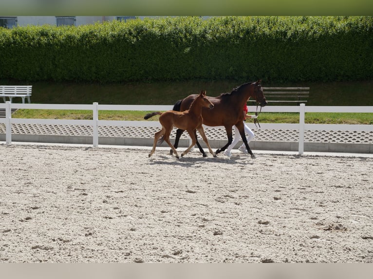 Niemiecki koń sportowy Ogier Źrebak (04/2025) Gniada in Saalfeld