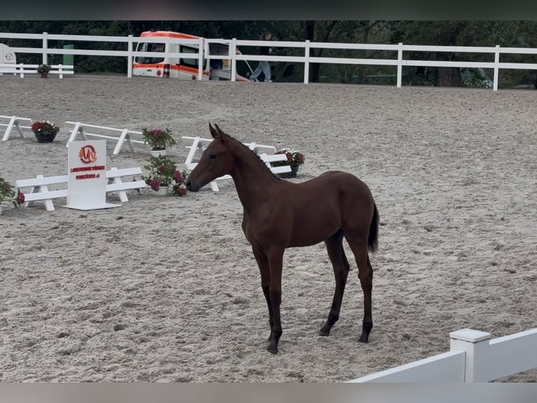 Niemiecki koń sportowy Ogier Źrebak (04/2026) Gniada in Saalfeld