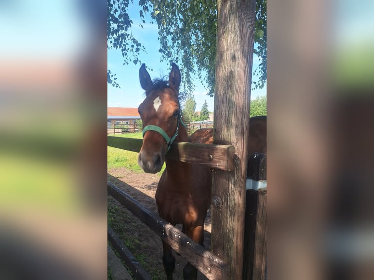 Niemiecki koń sportowy Ogier Źrebak (04/2025) Gniada in Wittstock/Dosse
