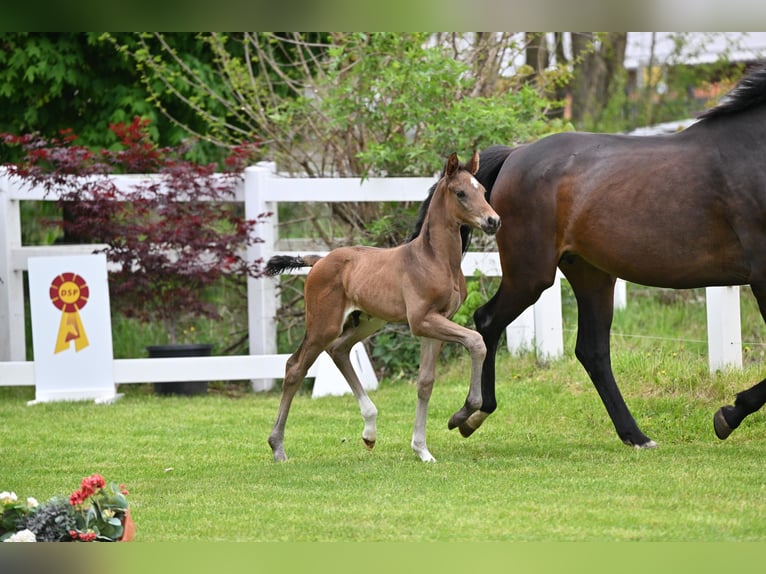 Niemiecki koń sportowy Ogier Źrebak (04/2026) Gniada in Schönwalde-Glien