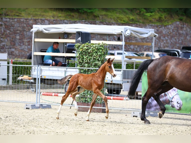 Niemiecki koń sportowy Ogier Źrebak (06/2024) Gniada in Moritzburg