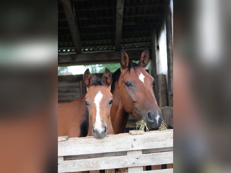 Niemiecki koń sportowy Ogier Źrebak (05/2025) Gniada in Hohenhameln