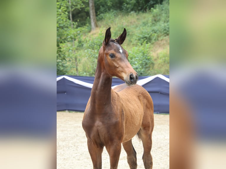 Niemiecki koń sportowy Ogier Źrebak (04/2026) Gniada in Niederstetten