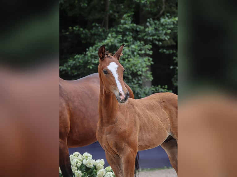 Niemiecki koń sportowy Ogier Źrebak (05/2026) Gniada in Niederstetten