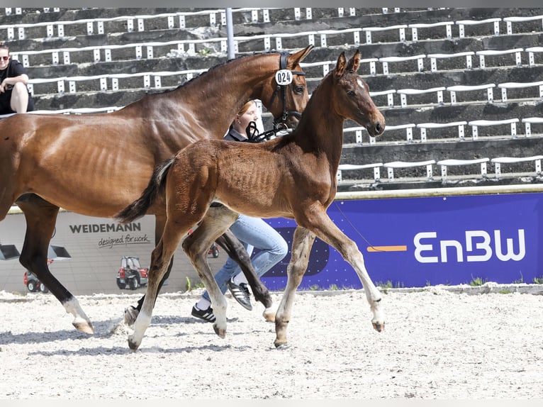 Niemiecki koń sportowy Ogier Źrebak (03/2025) Gniada in Gomadingen