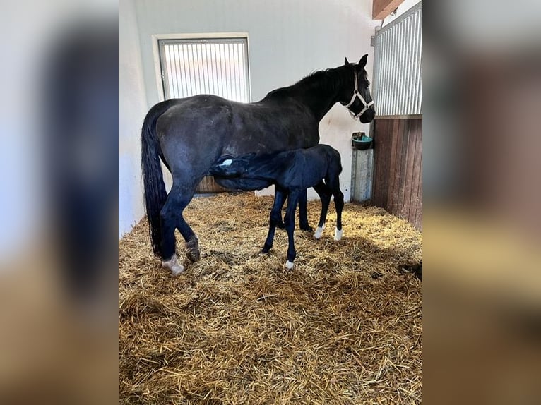Niemiecki koń sportowy Ogier  Kara in Drackenstein