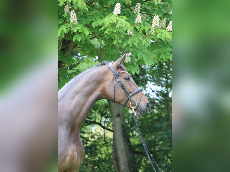 Niemiecki koń sportowy Ogier Źrebak (05/2026) Kara in Börrstadt