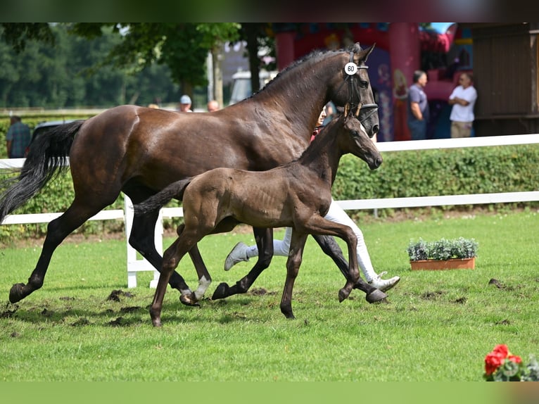 Niemiecki koń sportowy Ogier Źrebak (05/2025) Kara in Sch&#xF6;nebeck (Elbe)