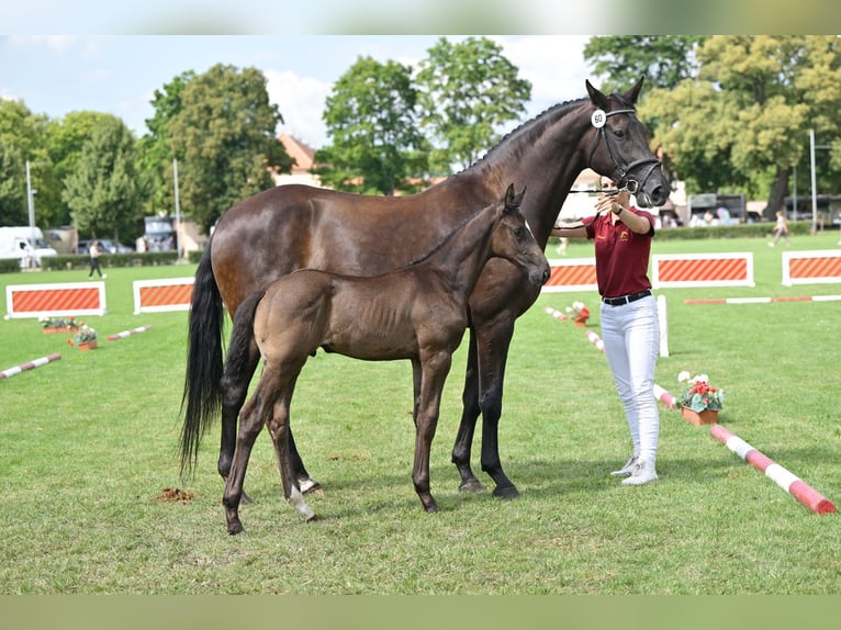 Niemiecki koń sportowy Ogier Źrebak (05/2025) Kara in Sch&#xF6;nebeck (Elbe)