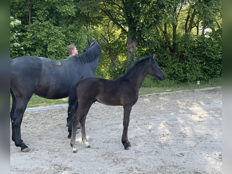 Niemiecki koń sportowy Ogier Źrebak (02/2026) Kara in Wiesbaden
