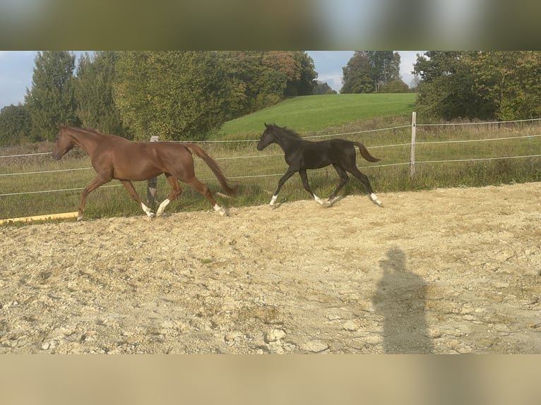 Niemiecki koń sportowy Ogier Źrebak (04/2025) Kara in Wipperf&#xFC;rth