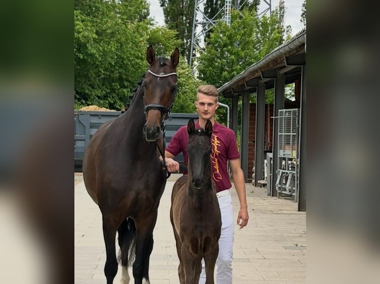 Niemiecki koń sportowy Ogier  Kara in Steinbach-Hallenberg