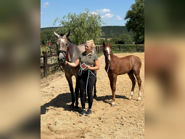 Niemiecki koń sportowy Ogier Źrebak (03/2025) Może być siwy in Rudolstadt