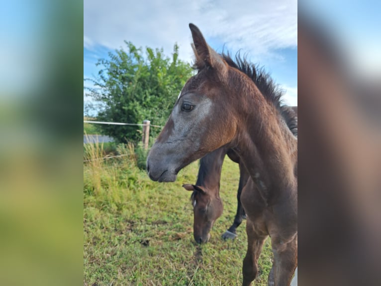 Niemiecki koń sportowy Ogier Źrebak (06/2024) Siwa in Prettin