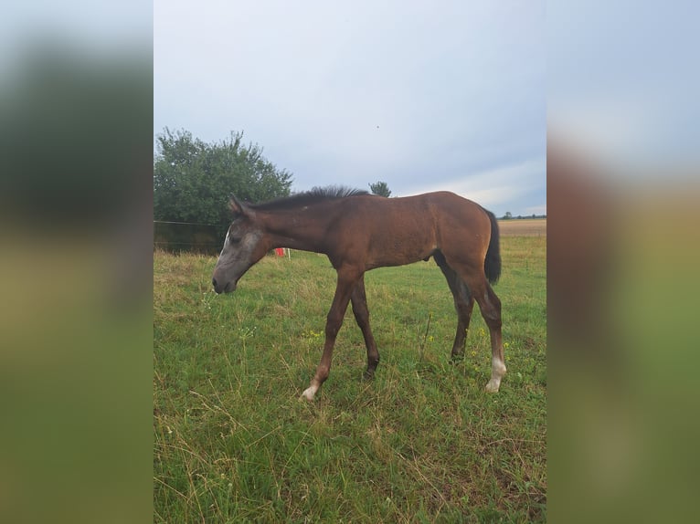 Niemiecki koń sportowy Ogier Źrebak (06/2024) Siwa in Prettin