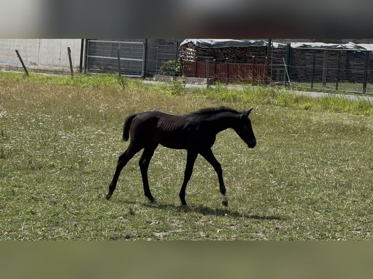 Niemiecki koń sportowy Ogier Źrebak (05/2025) Siwa in Pillig