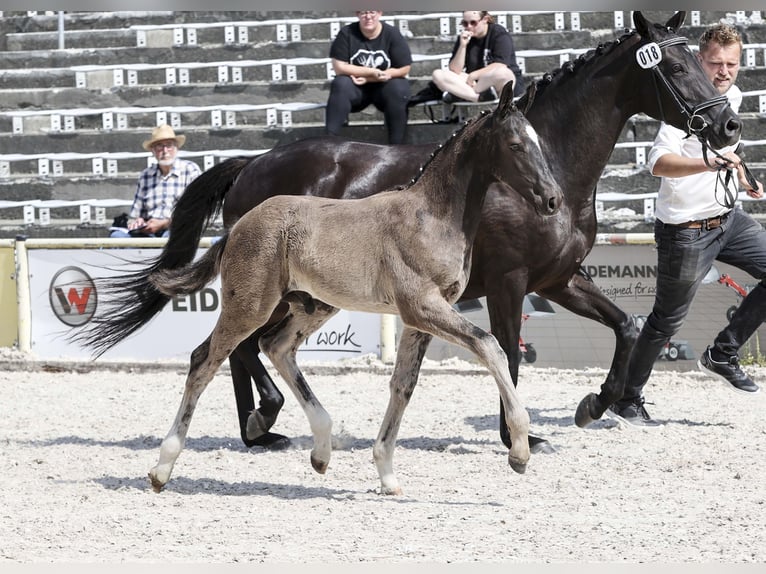 Niemiecki koń sportowy Ogier Źrebak (04/2025) Skarogniada in Gomadingen