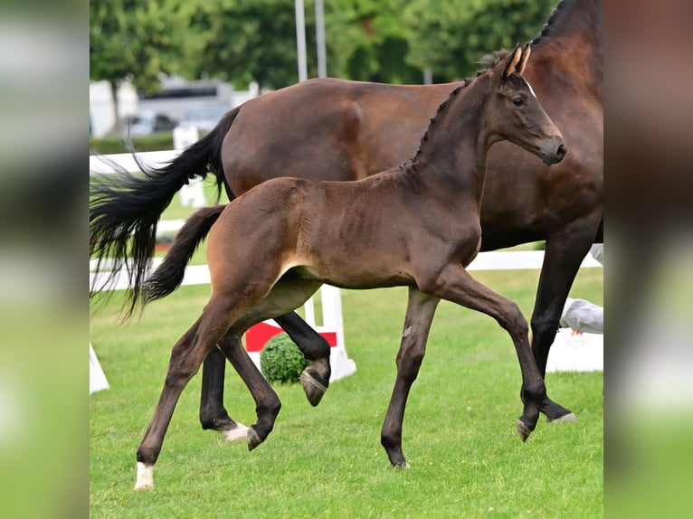 Niemiecki koń sportowy Ogier Źrebak (05/2026) Skarogniada in Schönebeck (Elbe)