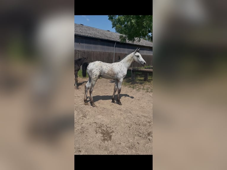 Niemiecki koń sportowy Ogier Źrebak (04/2026) Tarantowata in Heilshoop