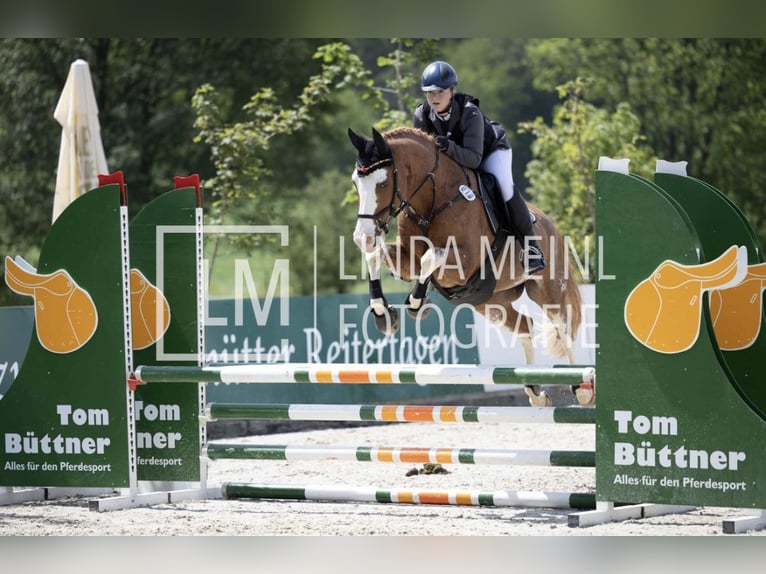 Niemiecki koń sportowy Wałach 10 lat 160 cm Kasztanowata in Wilsdruff