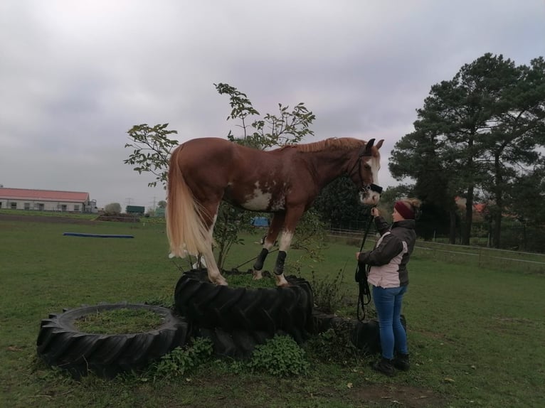 Niemiecki koń sportowy Wałach 10 lat 160 cm Kasztanowata in Wilsdruff