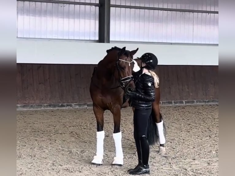 Niemiecki koń sportowy Wałach 10 lat 162 cm Gniada in Vechta