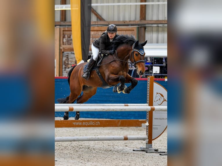 Niemiecki koń sportowy Wałach 10 lat 163 cm Gniada in Offingen